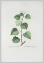 Amerikanische Zitterpappel. - Populus tremuloides. - Pierre-Joseph Redouté. - "Populus tremuloides / Peuplier faux Tremble".