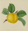Apfel (Malus). - "Pomme de Jaune de la Sarthe".