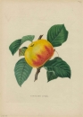 Apfel (Malus). - "Seedling Ofine".