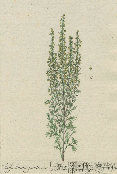 Blackwell, Elizabeth. - Pontische Beifuß. - Apsinthium ponticum - Römischer, Pontischer Wermuth.