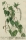 Blackwell, Elizabeth. - Silber-Pappel. - "Populus alba femina - Alber-Papel-Baum-Weiblein".