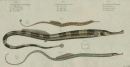 Fische und Fischfang. - Marcus Élieser Bloch. - Seenadel, Trompetenfisch. - "Syngnathus Ophidion, Acus, Typhle".