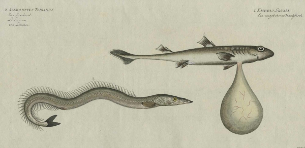 Fische und Fischfang. - Marcus Élieser Bloch. - Tobiasfisch, Hai. - "Ammodytes Tobianus. Embrio Squali".