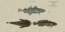 Fische und Fischfang. - Marcus Élieser Bloch. - Zwergdorsch, Froschfisch. - "Gadus Minutus. Gadus Tau".