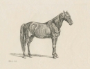Klein, Johann Adam. - "Pferd".
