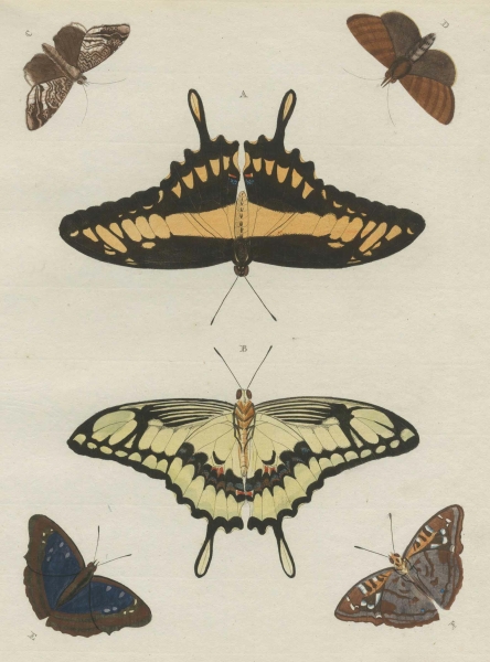 Schmetterlinge (Lepidoptera). - Insekten. - Pieter Cramer. - "Schwalbenschwanz und andere Schmetterlinge".
