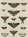 Schmetterlinge (Lepidoptera). - Insekten. - Pieter...