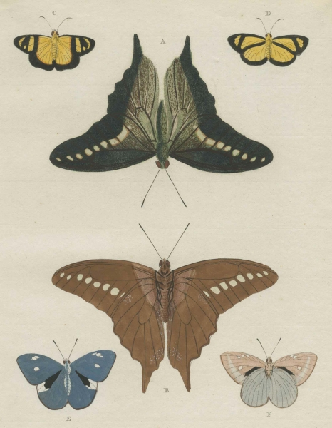 Schmetterlinge (Lepidoptera). - Insekten. - Pieter Cramer. - "Schmetterlinge".