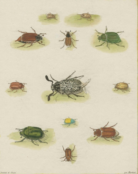 Käfer (Coleoptera). - Martinet, François-Nicolas. - Maikäfer, Walker. - "Hannetons".
