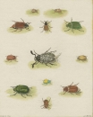 Käfer (Coleoptera). - Martinet,...