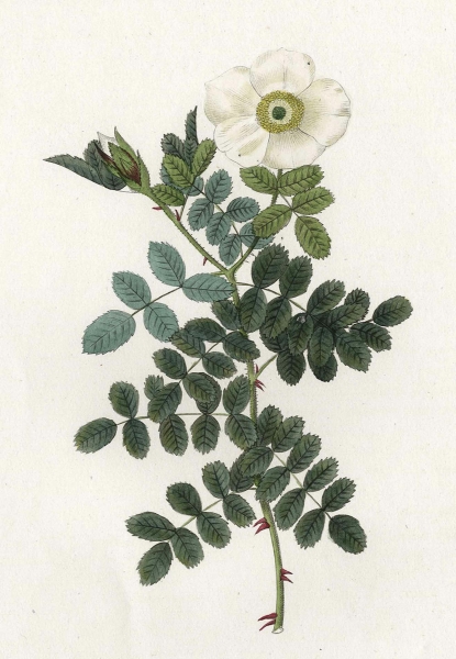 Pierre-Joseph Redouté. - Rosengewächse (Rosaceae). - Rosier Bracteata / Rosier de Macartney.