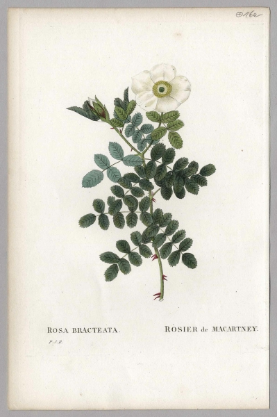 Pierre-Joseph Redouté. - Rosengewächse (Rosaceae). - Rosier Bracteata / Rosier de Macartney.