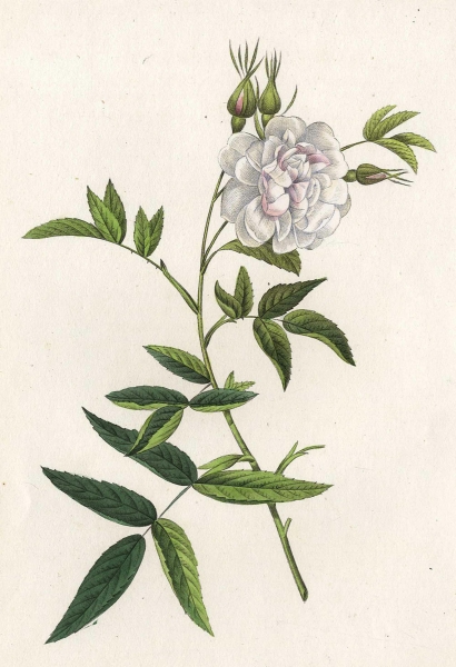 Pierre-Joseph Redouté. - Rosengewächse (Rosaceae). - "Rosa Alba (Cymboefolia) / Rosier blanc (à Files de Chanvre)".