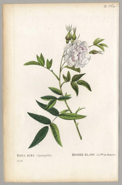 Pierre-Joseph Redouté. - Rosengewächse (Rosaceae). - Rosa Alba (Cymboefolia) / Rosier blanc (à Files de Chanvre).