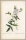 Pierre-Joseph Redouté. - Rosengewächse (Rosaceae). - "Rosa Alba (Cymboefolia) / Rosier blanc (à Files de Chanvre)".