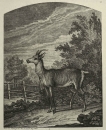 Ridinger, Johann Elias. - "Anno 1758".
