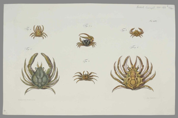 Krebstiere (Crustacea). - Herbst, Johann Friedrich Wilhelm. - Versuch einer Naturgeschichte der Krabben und Krebse. Tab. LIX
