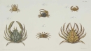 Krebstiere (Crustacea). - Herbst, Johann Friedrich Wilhelm. - "Versuch einer Naturgeschichte der Krabben und Krebse". Tab. LIX