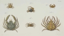 Krebstiere (Crustacea). - Herbst, Johann Friedrich...