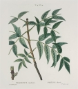 Gemeine Esche. - Fraxinus excelsior. - Pierre-Joseph Redouté. - "Fraxinus excelsior / Frêne elevé".