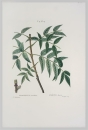 Gemeine Esche. - Fraxinus excelsior. - Pierre-Joseph Redouté. - "Fraxinus excelsior / Frêne elevé".