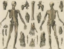 Anatomie. - "Skelett".