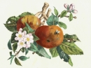 Früchteportrait. - Apfelzweig mit Blüten und Äpfeln. - "Pommes de Reinette".