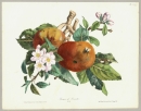 Früchteportrait. - Apfelzweig mit Blüten und Äpfeln. - "Pommes de Reinette".