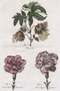 Nelken. - Wollbaum. - "Cotton Tree, Great Flake Carnation, Great Bizarre Carnation".