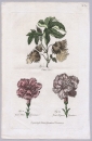 Nelken. - Wollbaum. - "Cotton Tree, Great Flake Carnation, Great Bizarre Carnation".