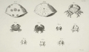 Krebstiere (Crustacea). - Herbst, Johann Friedrich Wilhelm. - "Versuch einer Naturgeschichte der Krabben und Krebse". Tab. XXI