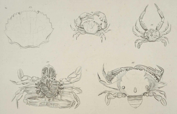 Krebstiere (Crustacea). - Herbst, Johann Friedrich...