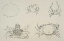 Krebstiere (Crustacea). - Herbst, Johann Friedrich Wilhelm. - "Versuch einer Naturgeschichte der Krabben und Krebse". Tab. VIII