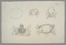 Krebstiere (Crustacea). - Herbst, Johann Friedrich Wilhelm. - "Versuch einer Naturgeschichte der Krabben und Krebse". Tab. VIII