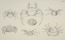 Krebstiere (Crustacea). - Herbst, Johann Friedrich Wilhelm. - "Versuch einer Naturgeschichte der Krabben und Krebse". Tab. III