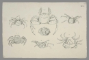 Krebstiere (Crustacea). - Herbst, Johann Friedrich Wilhelm. - "Versuch einer Naturgeschichte der Krabben und Krebse". Tab. III