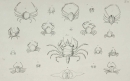 Krebstiere (Crustacea). - Herbst, Johann Friedrich Wilhelm. - "Versuch einer Naturgeschichte der Krabben und Krebse". Tab. II