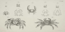 Krebstiere (Crustacea). - Herbst, Johann Friedrich Wilhelm. - "Versuch einer Naturgeschichte der Krabben und Krebse". Tab. XLVII