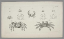 Krebstiere (Crustacea). - Herbst, Johann Friedrich Wilhelm. - "Versuch einer Naturgeschichte der Krabben und Krebse". Tab. XLVII