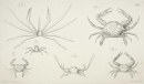 Krebstiere (Crustacea). - Herbst, Johann Friedrich Wilhelm. - "Versuch einer Naturgeschichte der Krabben und Krebse". Tab. LV