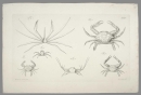 Krebstiere (Crustacea). - Herbst, Johann Friedrich Wilhelm. - "Versuch einer Naturgeschichte der Krabben und Krebse". Tab. LV