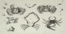 Krebstiere (Crustacea). - Herbst, Johann Friedrich Wilhelm. - "Versuch einer Naturgeschichte der Krabben und Krebse". Tab. II