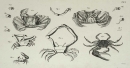 Krebstiere (Crustacea). - Herbst, Johann Friedrich...