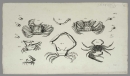 Krebstiere (Crustacea). - Herbst, Johann Friedrich Wilhelm. - "Versuch einer Naturgeschichte der Krabben und Krebse". Tab. II