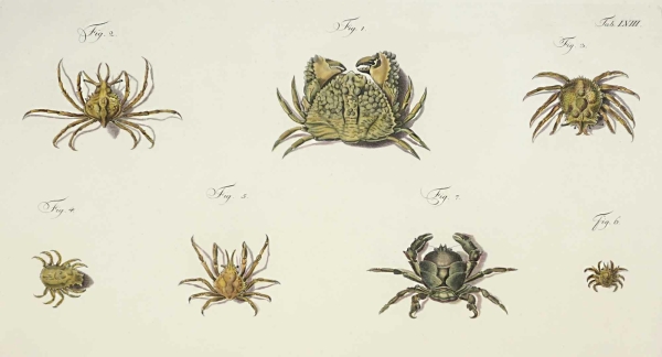 Krebstiere (Crustacea). - Herbst, Johann Friedrich Wilhelm. - Versuch einer Naturgeschichte der Krabben und Krebse. Tab. LVIII