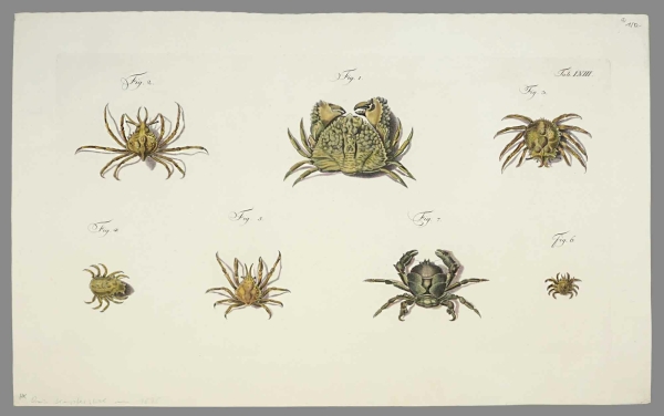 Krebstiere (Crustacea). - Herbst, Johann Friedrich Wilhelm. - Versuch einer Naturgeschichte der Krabben und Krebse. Tab. LVIII