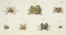 Krebstiere (Crustacea). - Herbst, Johann Friedrich Wilhelm. - "Versuch einer Naturgeschichte der Krabben und Krebse". Tab. LVIII