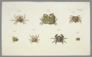 Krebstiere (Crustacea). - Herbst, Johann Friedrich Wilhelm. - "Versuch einer Naturgeschichte der Krabben und Krebse". Tab. LVIII