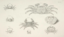 Krebstiere (Crustacea). - Herbst, Johann Friedrich Wilhelm. - "Versuch einer Naturgeschichte der Krabben und Krebse". Tab. XX