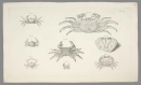 Krebstiere (Crustacea). - Herbst, Johann Friedrich Wilhelm. - "Versuch einer Naturgeschichte der Krabben und Krebse". Tab. XX